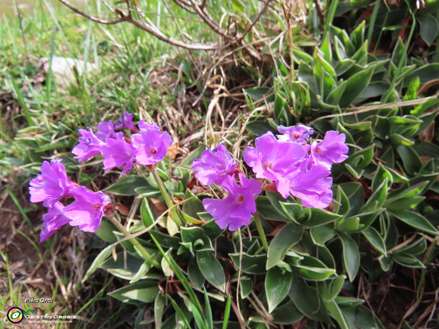 34 Primula glaucescens Moretti - Primula lombarda.JPG